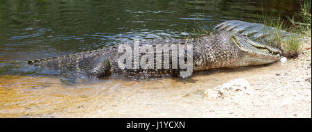 Große amerikanische Alligator im Wasser in Mangroven im südlichen Florida in den Vereinigten Staaten Stockfoto