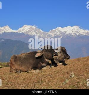 Wasserbüffel Babys ruht in Ghale Gaun, Nepal. Schneebedeckte Manaslu-Sortiment. Stockfoto