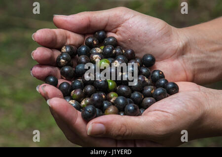 Ein paar der hohlen Hand halten frisch gepflückt Acai Beeren Stockfoto