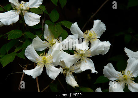 Eine Gruppe von Clematis-Blüten mit zart gemusterten weißen Blütenblättern Stockfoto