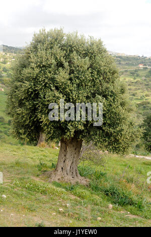Olivenbaum (Olea Europaea) in einem Feld in der Nähe von Paphos, Zypern Stockfoto