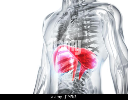 3D-Darstellung der Membran - Teil der menschlichen biologischen. Stockfoto