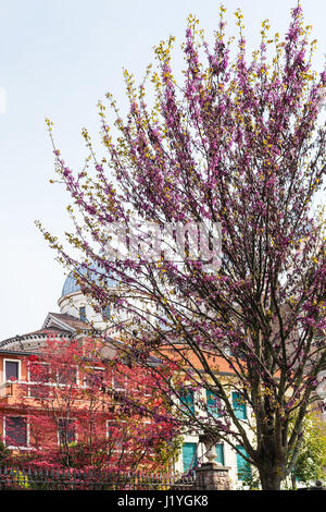 Reisen Sie nach Italien - Cercis Siliquastrum Baum in Padua Stadt im Frühjahr blühen Stockfoto