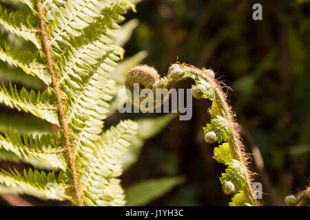 Der gemeinsame Lady Farn, entstanden Filix-Femina mit es ist neu Crozier unfurling. Stockfoto