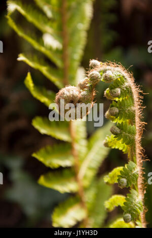 Der gemeinsame Lady Farn, entstanden Filix-Femina mit es ist neu Crozier unfurling. Stockfoto