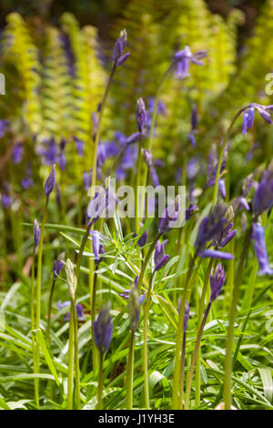 Glockenblumen, mit gemeinsamen Lady Farn hinter in einem schattigen Waldgebiet zu öffnen beginnen. Stockfoto