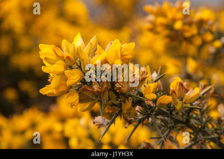Ginster Strauch in Blume mit starken Dornen auf einer Heide oben, Ulex, Familie Fabaceae Stockfoto