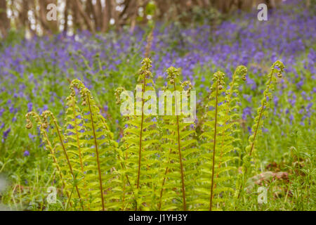 Der gemeinsame Lady Farn, entstanden Filix-Femina in einem Waldgebiet mit Glockenblumen hinter Hyacinthoides non-Scripta. Bluebell Holz Stockfoto