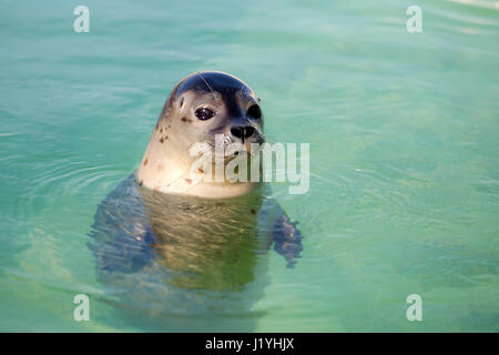 Dichtung, Schwimmen im Ecomare, Niederlande Stockfoto