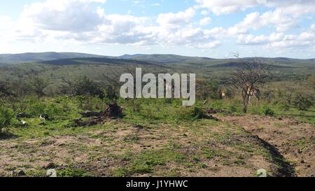 Einige entfernten Giraffen in der südafrikanischen Savanne Stockfoto