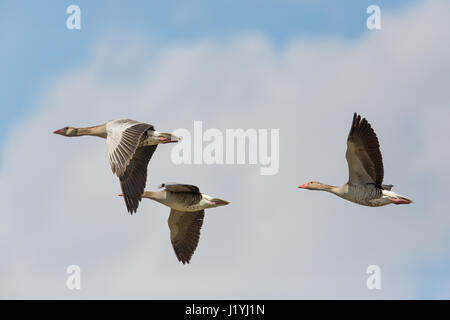 Porträt von drei fliegende graue Gänse (Anser Anser) in blauer Himmel mit Wolken Stockfoto