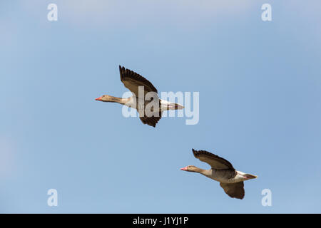 natürliche Porträt von zwei fliegende graue Gänse (Anser Anser) im blauen Himmel Stockfoto