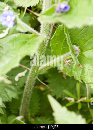 ein Makro einer Spinne isoliert und ruht auf einem Blatt warten einige Wanzen Insekten und fliegen zu kommen und um sie zu Essen in der sp grün Hintergrund weichzeichnen Stockfoto