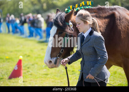 Harbridge, Ringwood, Hampshire, Großbritannien, 23.. April 2017. Teenager-Mädchen führt ein Pferd bei einer Demonstration der Fähigkeiten im Umgang mit Pferden, landwirtschaftlichen Methoden aus einem vergangenen Alter und Kutschenrennen Wettbewerbe auf der Southern Counties Heavy Horse Association Veranstaltung. Stockfoto