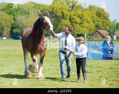 Harbridge, Ringwood, Hampshire, Großbritannien, 23.. April 2017. Demonstrationen von Fähigkeiten im Umgang mit Pferden, landwirtschaftlichen Methoden aus vergangenen Zeiten und Kutschenrennen bei der Veranstaltung der Southern Counties Heavy Horse Association. Stockfoto