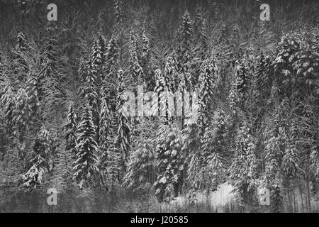 Winterlandschaft von einer hohen Mauer von Bäumen mit Blick auf den Vetluga-Fluss Stockfoto