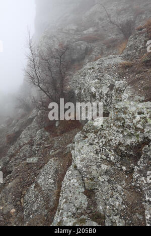 Einen malerischen Blick auf einen kleinen Baum wächst auf den Felsen von Mount südlichen Demerdji auf der Krim Stockfoto