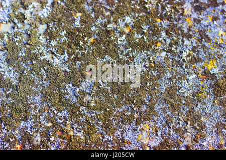 Mehrfarbige Moos auf Betonwand mit Textur Narben Stockfoto