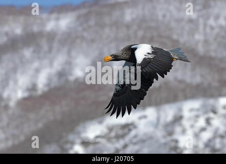 Steller der Seeadler (Haliaeetus Pelagicus) Erwachsenen während des Fluges Rausu, Hokkaido, Japan März Stockfoto