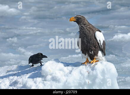 Steller der Seeadler (Haliaeetus Pelagicus) & Large-billed Krähe (Corvus Macrorhynchos Japonensis) Erwachsene ruht auf Eis Rausu, Hokkaido, Japan Stockfoto