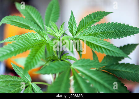Hauspflanze, häuslicher Anbau von Marihuana-Pflanzen für den Eigengebrauch und Selbstmedikation von Cannabispflanzen im Topf im Haus Stockfoto