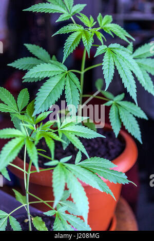 Illegaler einheimischer Anbau von Marihuana-Pflanzen in Töpfen für den Eigengebrauch und Selbstmedikation, Pflanzen, die in Töpfen im eigenen Haus wachsen Stockfoto