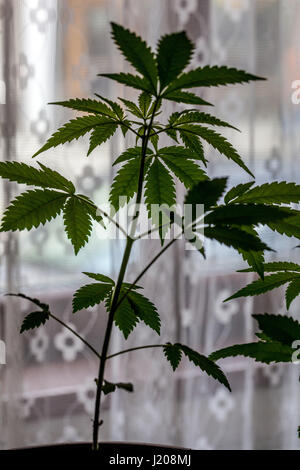 Zimmerpflanze, inländischen Anbau von Marihuana für den Eigenbedarf und Selbstmedikation Stockfoto