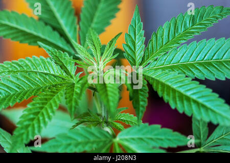 Zimmerpflanze, häuslicher Anbau von Marihuana-Pflanze für den eigenen Gebrauch und Selbstmedikation Stockfoto
