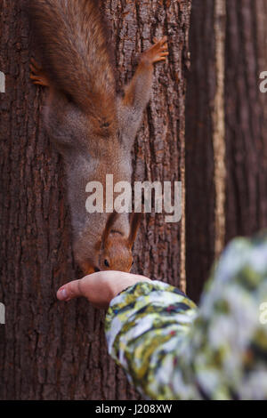 Frau Fütterung Eichhörnchen im Wald Stockfoto