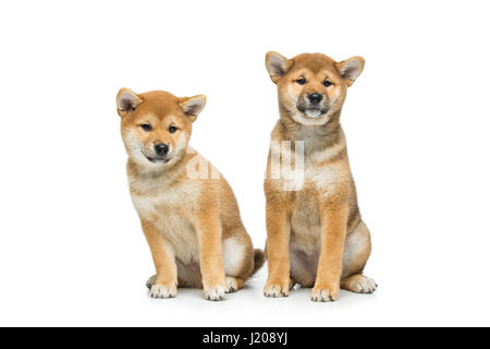 Wunderschöne Shiba Inu Welpen isoliert auf weiss Stockfoto