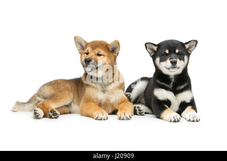 Wunderschöne Shiba Inu Welpen isoliert auf weiss Stockfoto