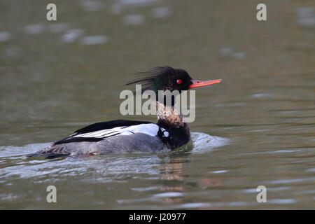 Red-breasted Prototyp (Mergus Serrator), Schwimmen männlich im nuptial Gefieder, Insel Fehmarn, Schleswig-Holstein, Deutschland Stockfoto