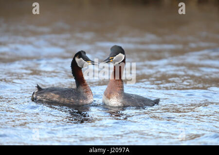 Red-necked Grebe (Podiceps Grisegena), paar, Paaren, Balz, Insel Fehmarn, Schleswig-Holstein, Deutschland Stockfoto
