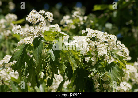 Sorbus torminalis Stockfoto