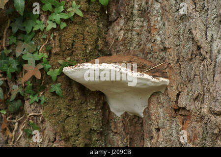 Ganoderma australe Stockfoto