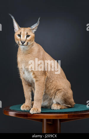 Schöne Karakal Luchs auf schwarzem Hintergrund Stockfoto