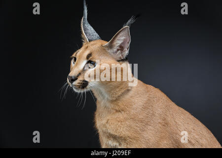 Schöne Karakal Luchs auf schwarzem Hintergrund Stockfoto