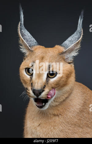 Schöne Karakal Luchs auf schwarzem Hintergrund Stockfoto