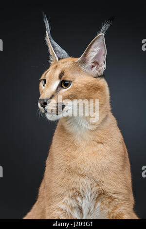 Schöne Karakal Luchs auf schwarzem Hintergrund Stockfoto