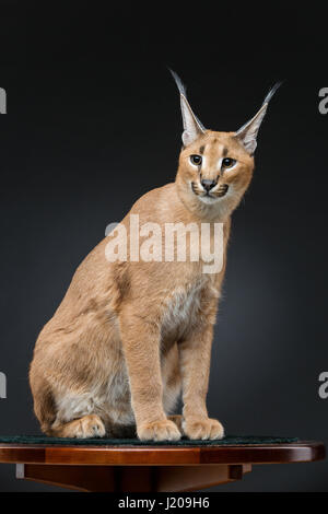 Schöne Karakal Luchs auf schwarzem Hintergrund Stockfoto