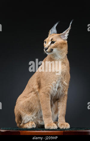 Schöne Karakal Luchs auf schwarzem Hintergrund Stockfoto