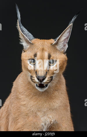 Schöne Karakal Luchs auf schwarzem Hintergrund Stockfoto