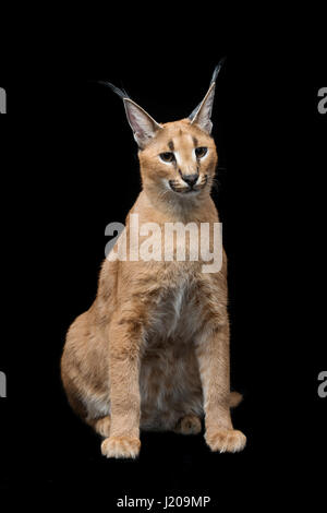 Schöne Karakal Luchs auf schwarzem Hintergrund Stockfoto