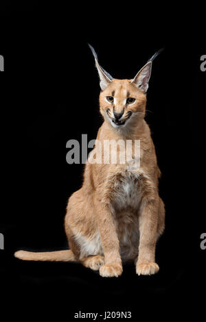 Schöne Karakal Luchs auf schwarzem Hintergrund Stockfoto