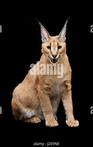 Schöne Karakal Luchs auf schwarzem Hintergrund Stockfoto