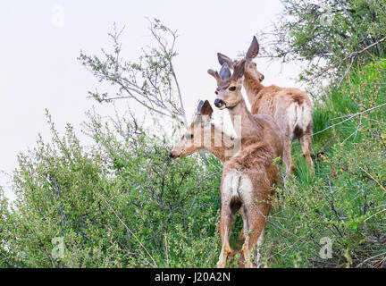 Eine Gruppe von drei Maultierhirsche steht an einem Hang in den Rocky Mountains in Colorado. Stockfoto