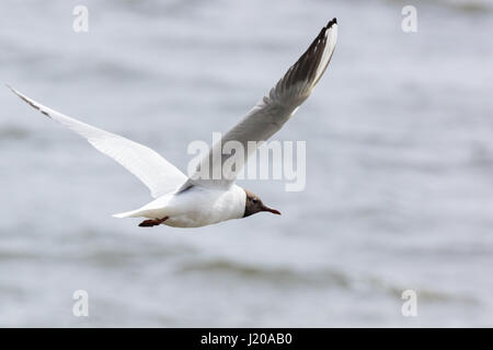 Das Foto zeigt eine Möwe, die über das Wasser fliegen Stockfoto