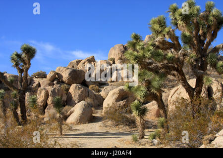 Joshua Bäume in der Mojave-Wüste in Kalifornien mit großen Felsbrocken Felsen im Hintergrund. Stockfoto