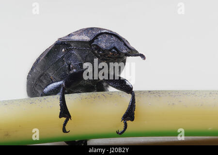 Käfer Draht in der Makro-Skala. Foto nach der Methode von Stapeln Stockfoto