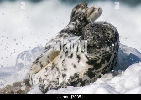 Graue Dichtung an einem Strand von Helgoland Stockfoto